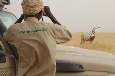 Sahara Conservation Fund ecological monitoring member Habib Ali (next to vehicle) engaging in typical day-to-day monitoring of reintroduced oryx. 