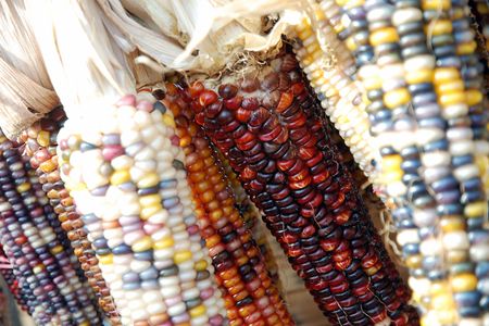 Various cobs of multicolored corn.