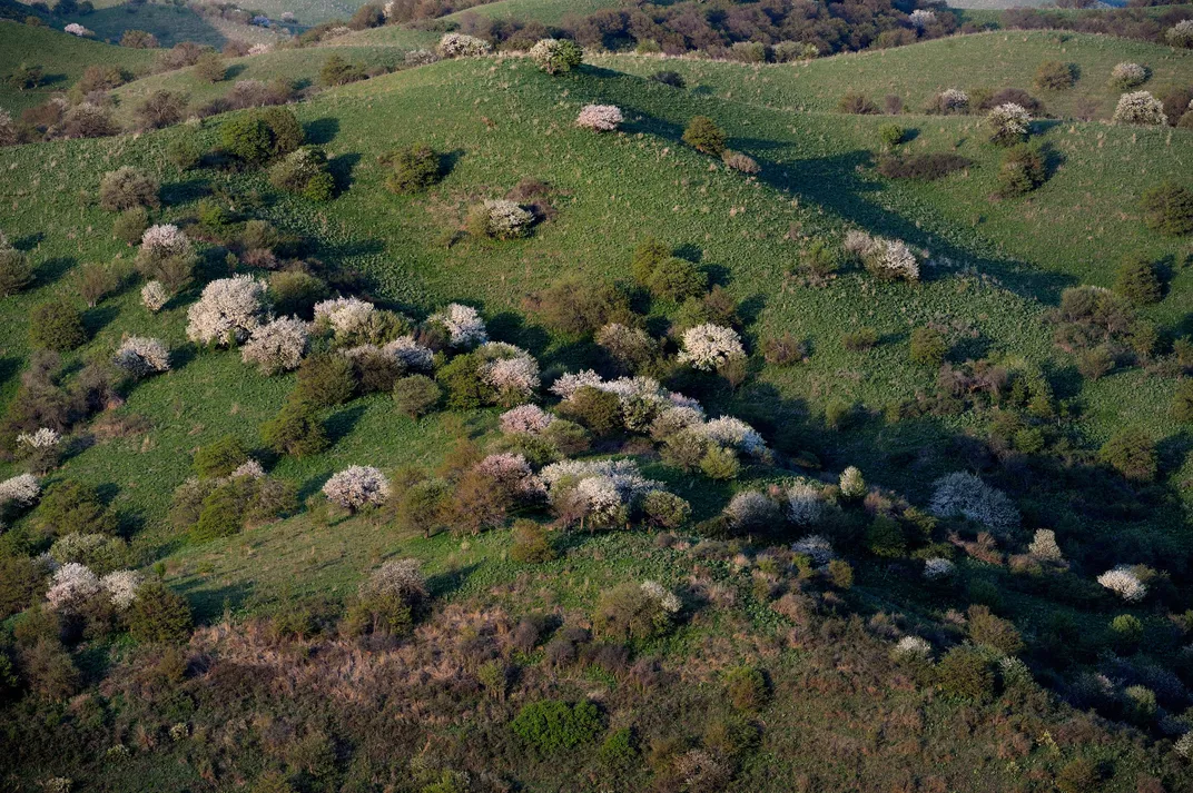 aerial view of blossoming apple trees in Kazakhstan