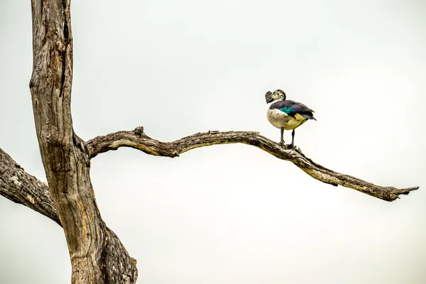 Stand alone thumbnail