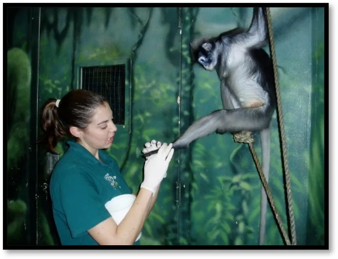 zookeeper holds the foot of a monkey