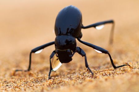 The Namib desert beetle gathers water from fog that condenses on its bumpy back—which inspired one company to design a self-filling water bottle.