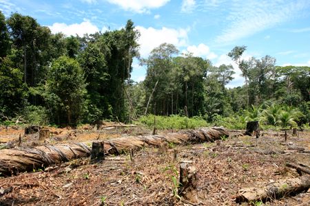 Deforestation in Brazil