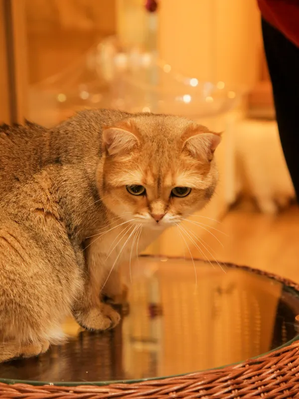 The Star of the Cafe thumbnail