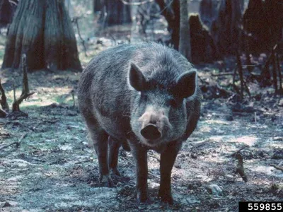 Wild pigs have been in the southern United States for hundreds of years.