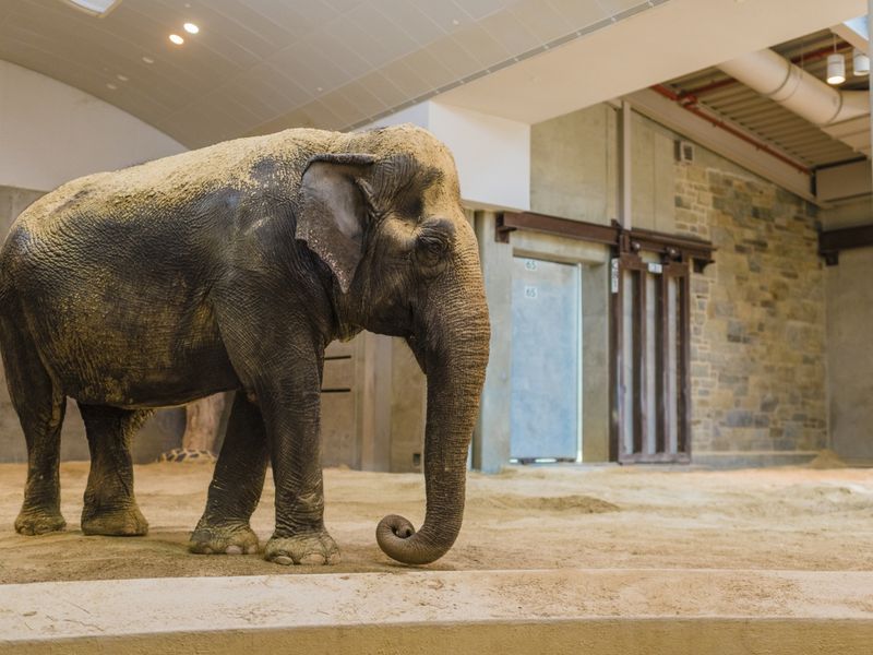 Asian elephant  Smithsonian's National Zoo and Conservation