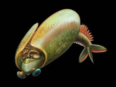 An illustration of the taco-shaped&nbsp;Odaraia, which researchers say likely swam upside-down and trapped prey in its spine-covered legs.