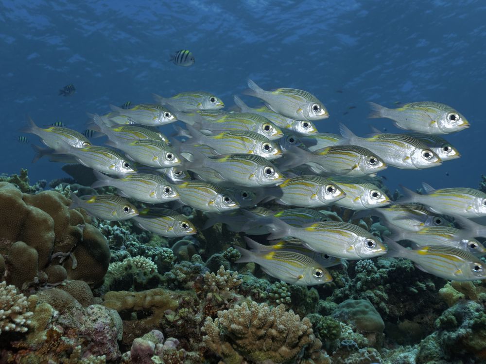 Amazing underwater sculptures appear on Great Barrier Reef - BBC