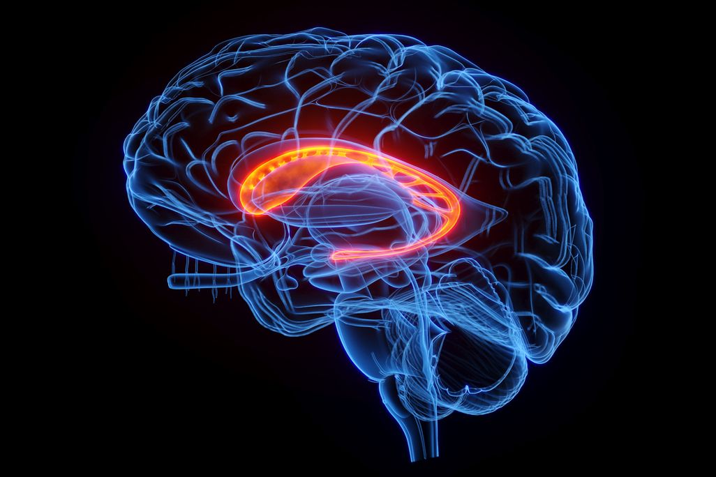 an illustration of the brain with the caudate nucleus illuminated