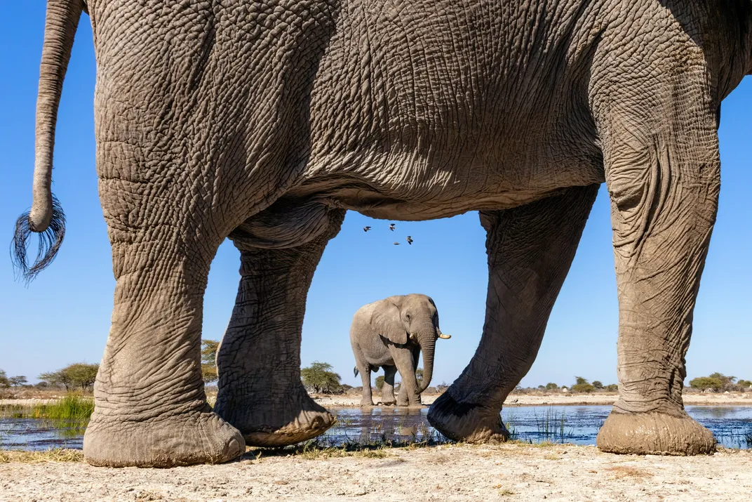 17 - Two elephants—one framing the other perfectly—wade through a shallow waterhole at Onguma Nature Reserve, more than 84,000 acres of protected land and wildlife in southern Africa.