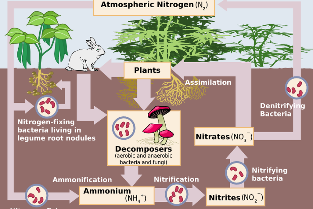 Nitrogen