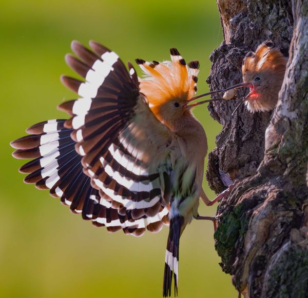 A  female Hoopoe feeding her young thumbnail