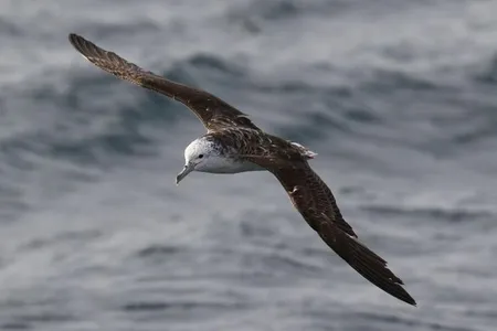 Scientists find that streaked shearwaters poop every four to ten minutes in flight&mdash;a strict schedule that doesn&#39;t apply when they&#39;re sitting on the water&#39;s surface.