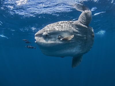 When a Japanese aquarium closed for a six-month renovation project, a sunfish named Mambo stopped eating and began rubbing up against the side of its tank. Aquarists wondered if the creature was lonely. (Mambo is not pictured.)