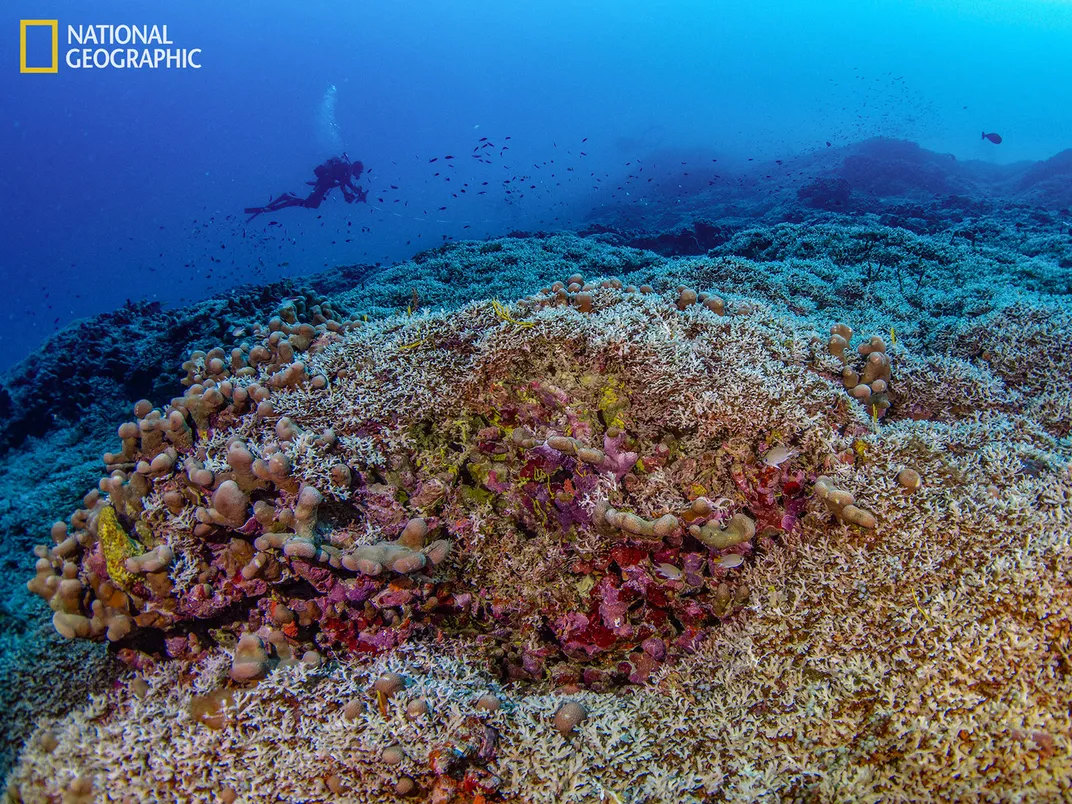 World's Largest Coral