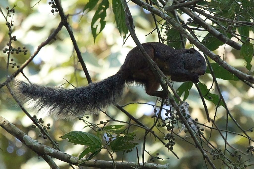 a dark-colored squirrel in a tree, seen from below