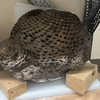 A large, round fossil sits propped up by two wooden blocks on a museum shelf.