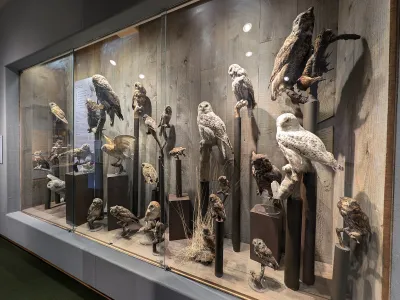A popular display in the Whatcom Museum&rsquo;s Hall of Birds features several owls.