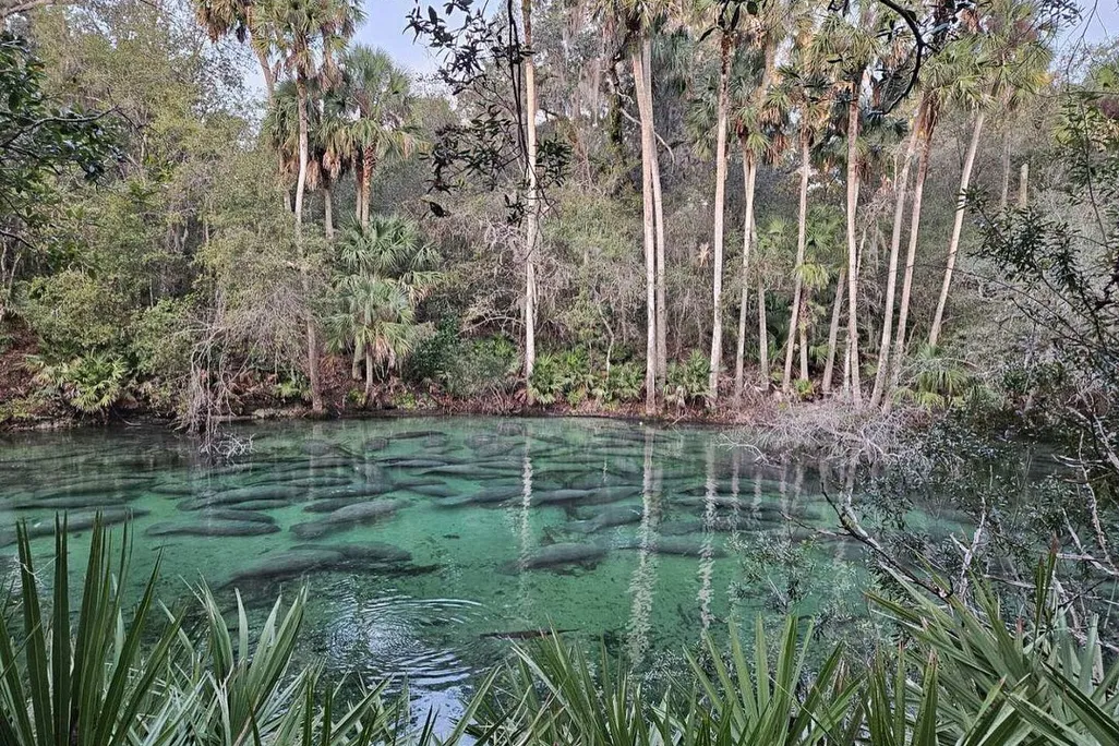 More than a dozen grey manatees seen gathering below the surface of a warm, blue spring. In the background, the spring's vegetative shores hang over the turquoise waters.