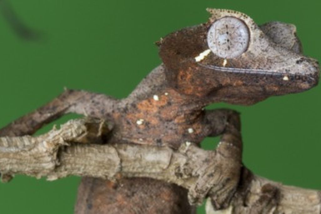 The Leaf-tailed Gecko