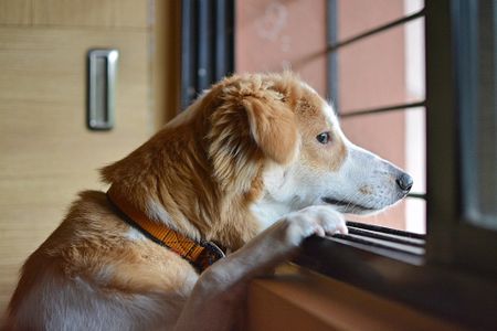 A study of nearly 14,000 pet dogs finds that nearly a third are afraid of specific noises, like fireworks or thunder