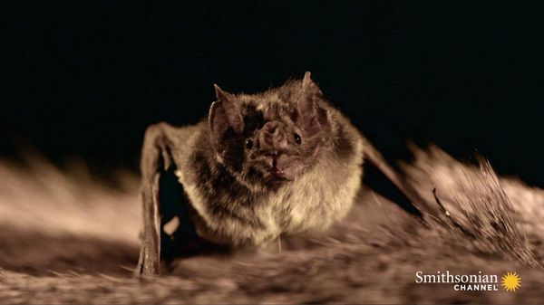Preview thumbnail for The Strange Link Between Bats and Tequila