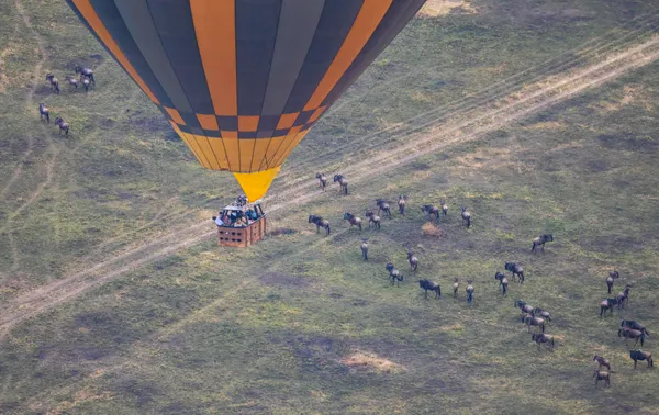 A collaboration between balloons and wildebeest thumbnail