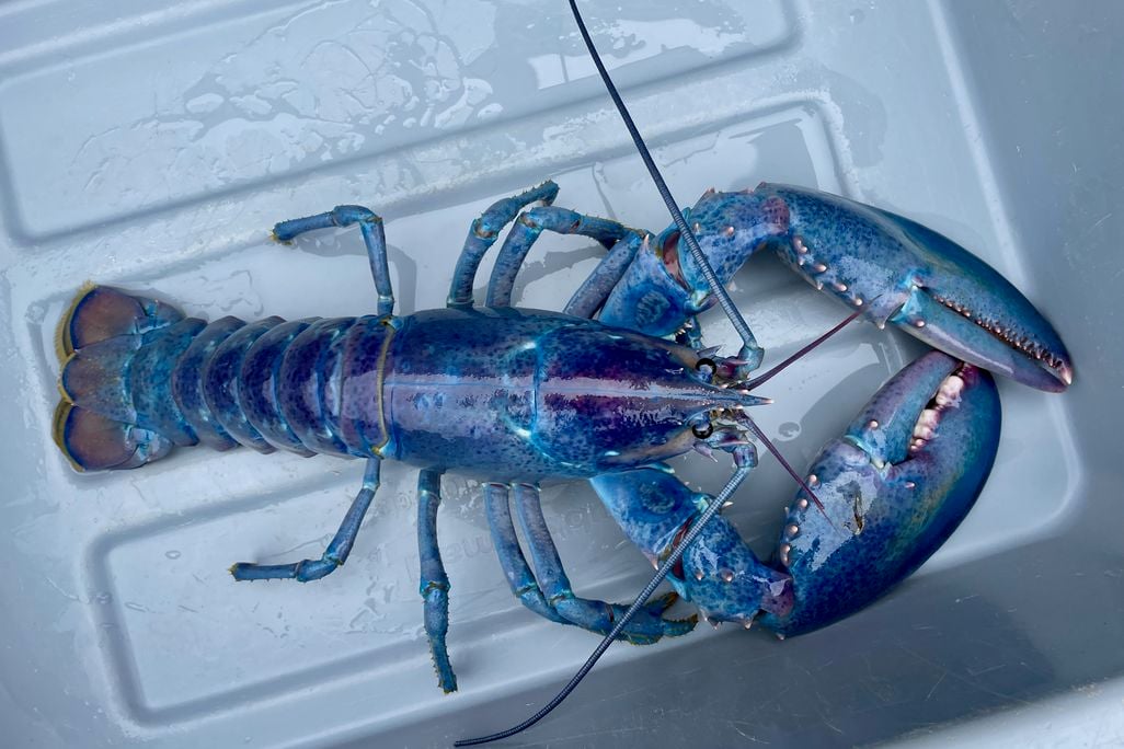Cotton candy lobster in a bin