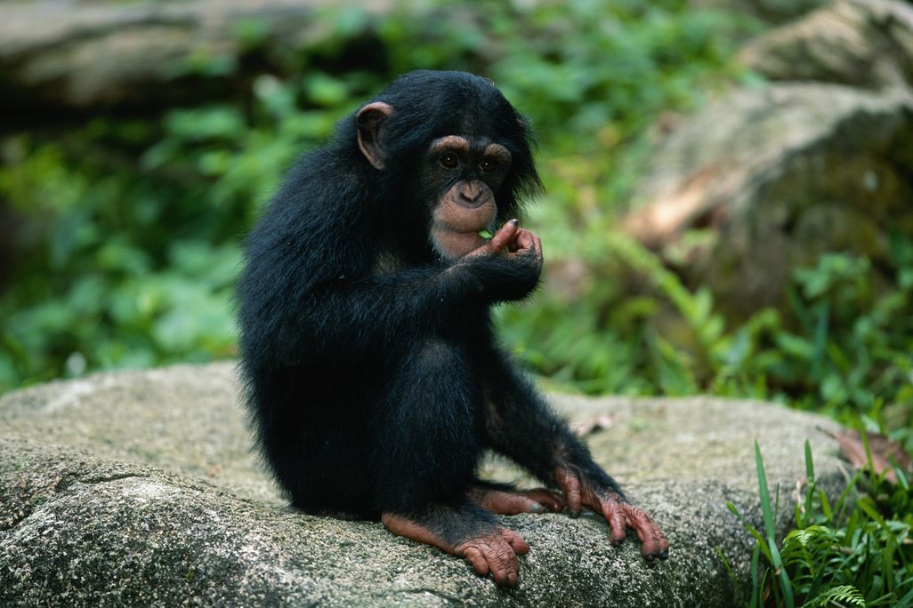 Chimpanzee sitting on a rock eating something green