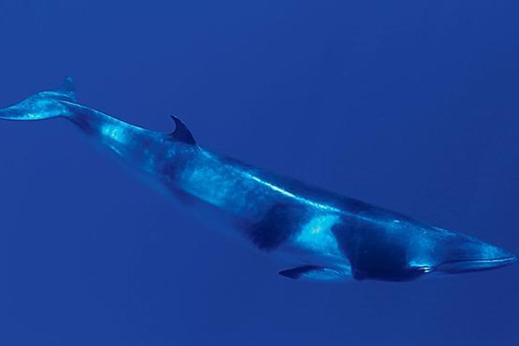 Dwarf Minke Whale