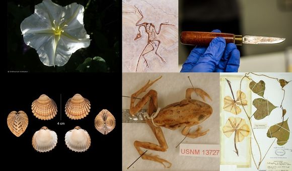 Collections at the Smithsonian's National Museum of Natural History that are similar to objects in the show “Avatar: The Last Airbender.” (Smithsonian)