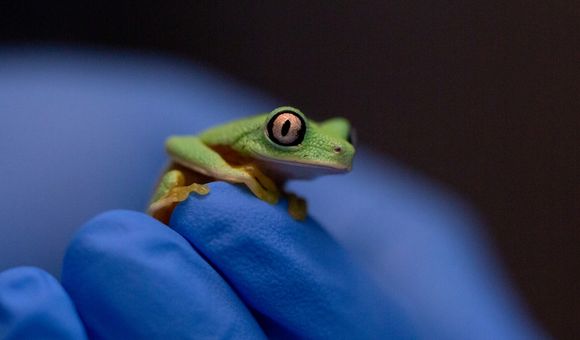 Lemur leaf frogs, best known for their big, striking eyes, are critically endangered.
