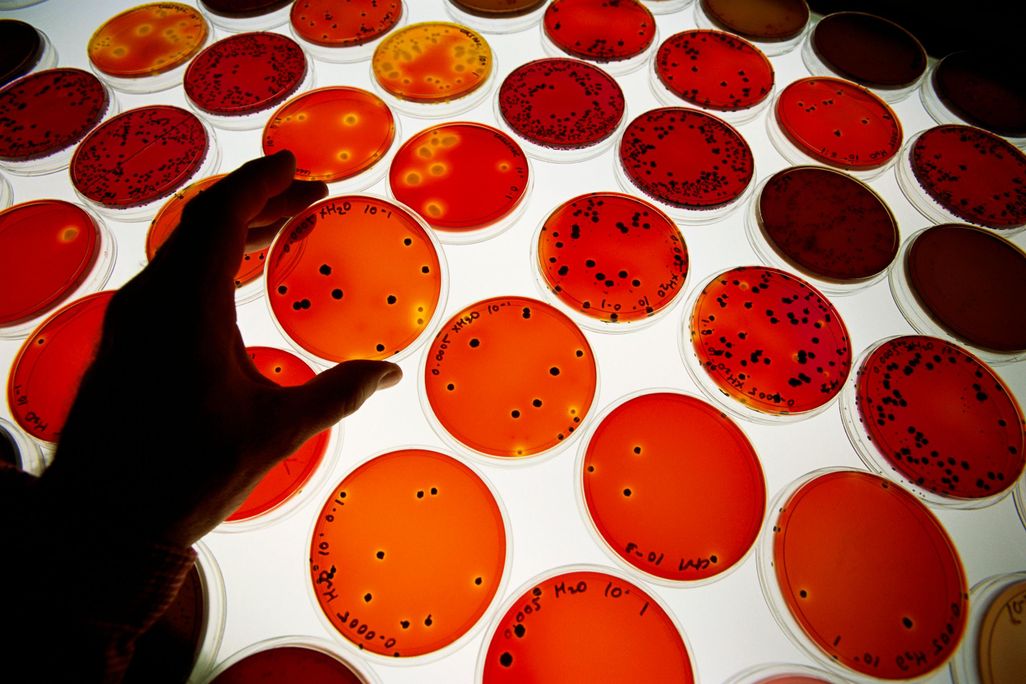 Petri Dishes