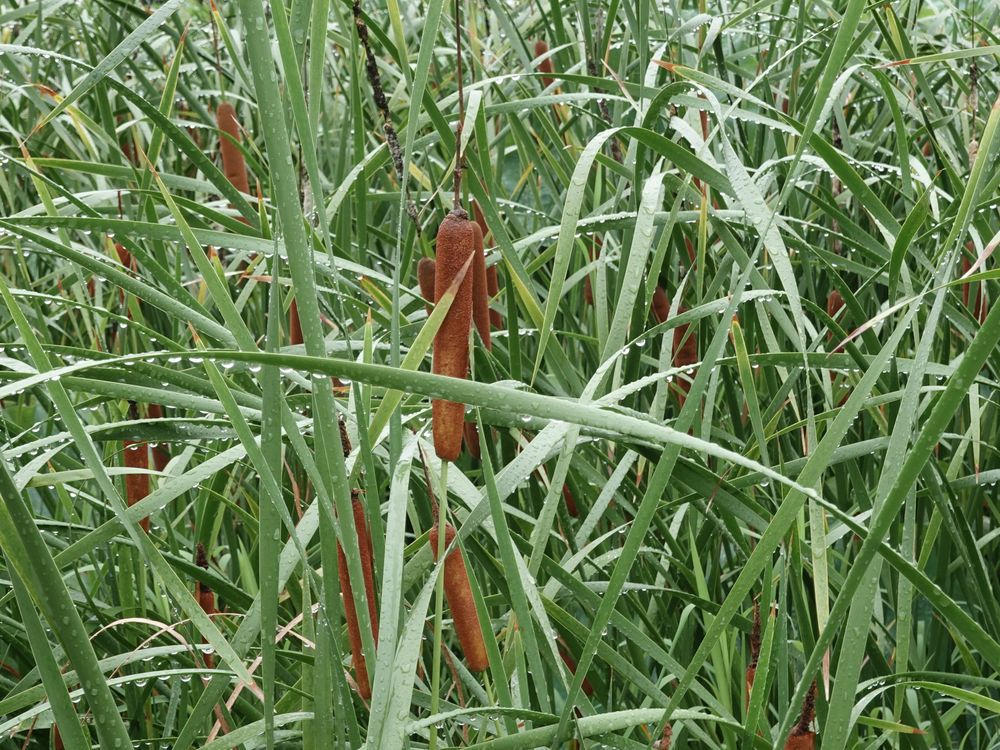 Reeds and cattails | Smithsonian Photo Contest | Smithsonian Magazine