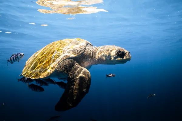 Hitchhikers thumbnail