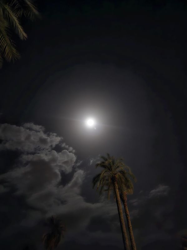 palm moon thumbnail