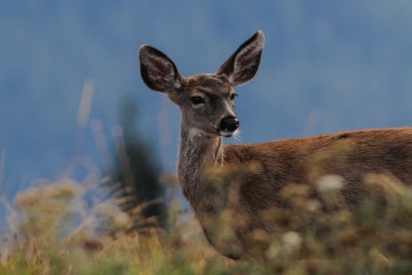 Fawn on Hurricane Ridge, Port Angeles Washington thumbnail