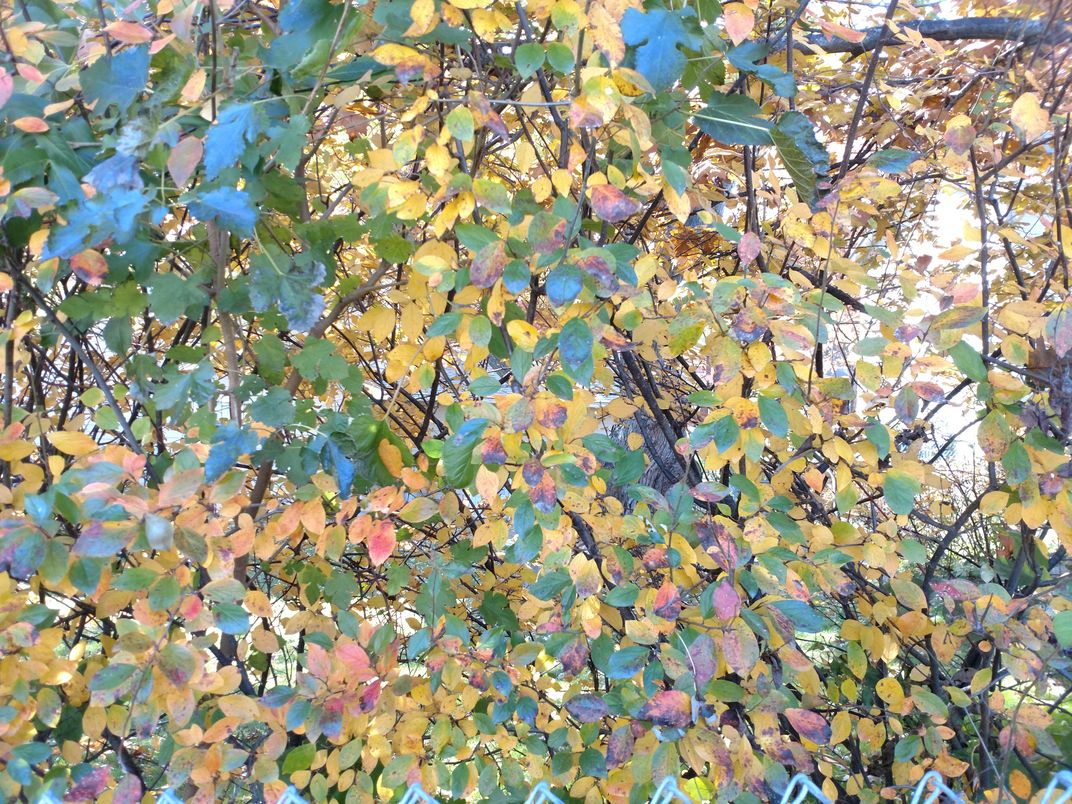 Color of leafs | Smithsonian Photo Contest | Smithsonian Magazine