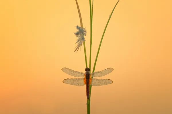 Dragonfly in the sunset thumbnail