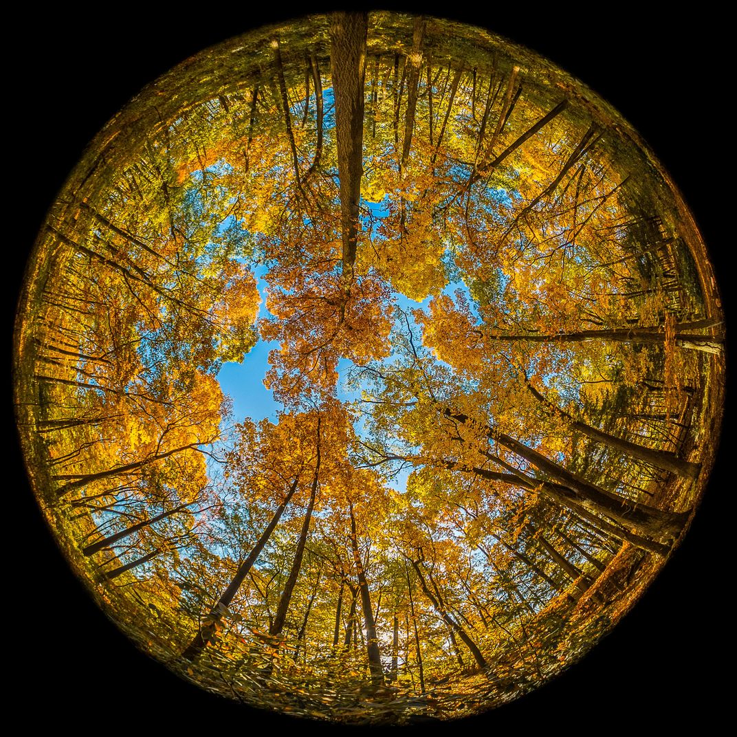 6 - A 180-degree lens creates a circular perspective of golden foliage at the University of Michigan Arboretum in Ann Arbor.