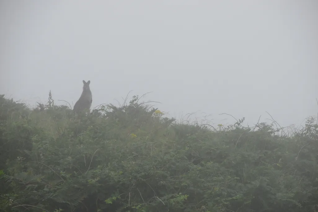 Wallaby