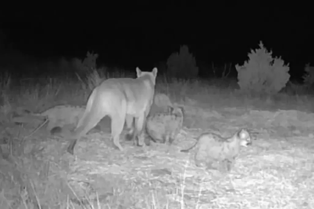 Black and white image of mountain lions on the ground