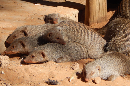 Banded mongoose use scent marking to communicate information to each other—but pathogens can hide in these secretions, too.