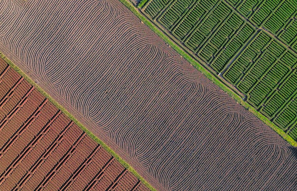 Captured from above, this aerial photograph reveals the farmland divided into three distinct patterns, each shaped by cultivation and nature’s rhythm. The geometric lines, textures, and colors create a natural canvas, highlighting the harmony between human effort and the land. This perspective shows how agriculture not only sustains life but also forms an unexpected artwork when viewed from the sky.
