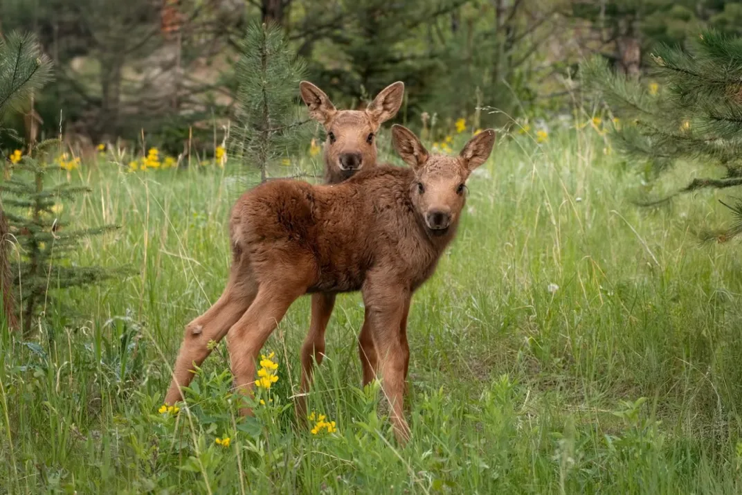 two moose calves in a field