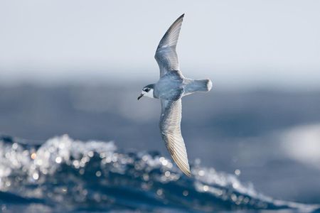 Blue petrel, one of the seabird species that mistakes the smell of algae on plastic as food