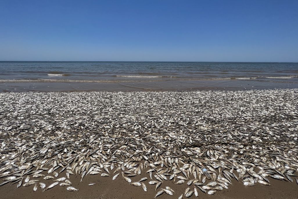 Dead fish on beach