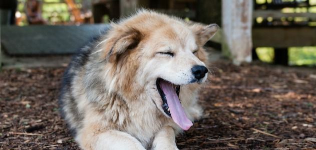 dogs are prone to yawning