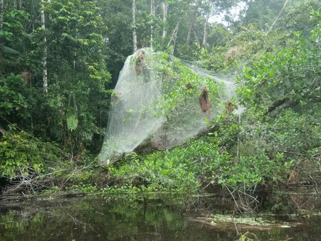 Fourteen Ways That Spiders Use Their Silk Science Smithsonian Magazine