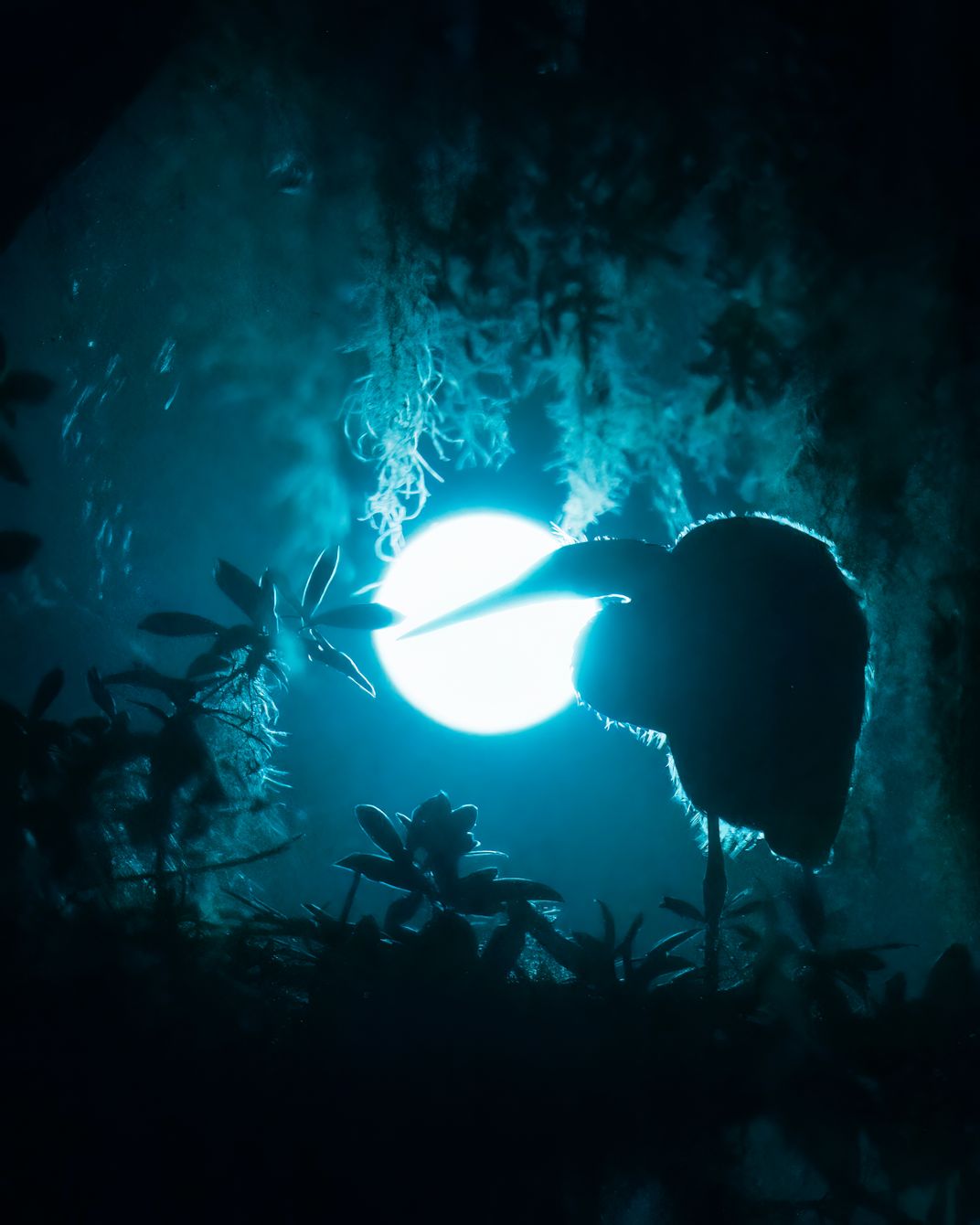 9 - Great egrets construct their nests high up in trees to safeguard against predators, sometimes leading to enchanting and dreamlike photo opportunities under the bright moonlight.